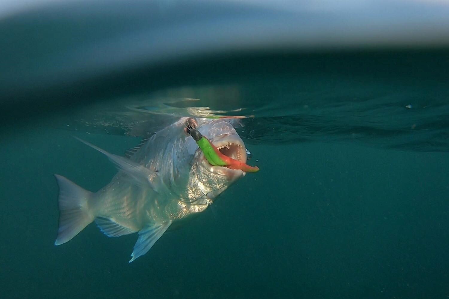 Fishing Lures għall-bejgħ f'Sunshine Coast, Queensland