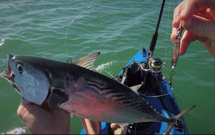 Angler landing a tuna from a Viking kayak setup for offshore fishing