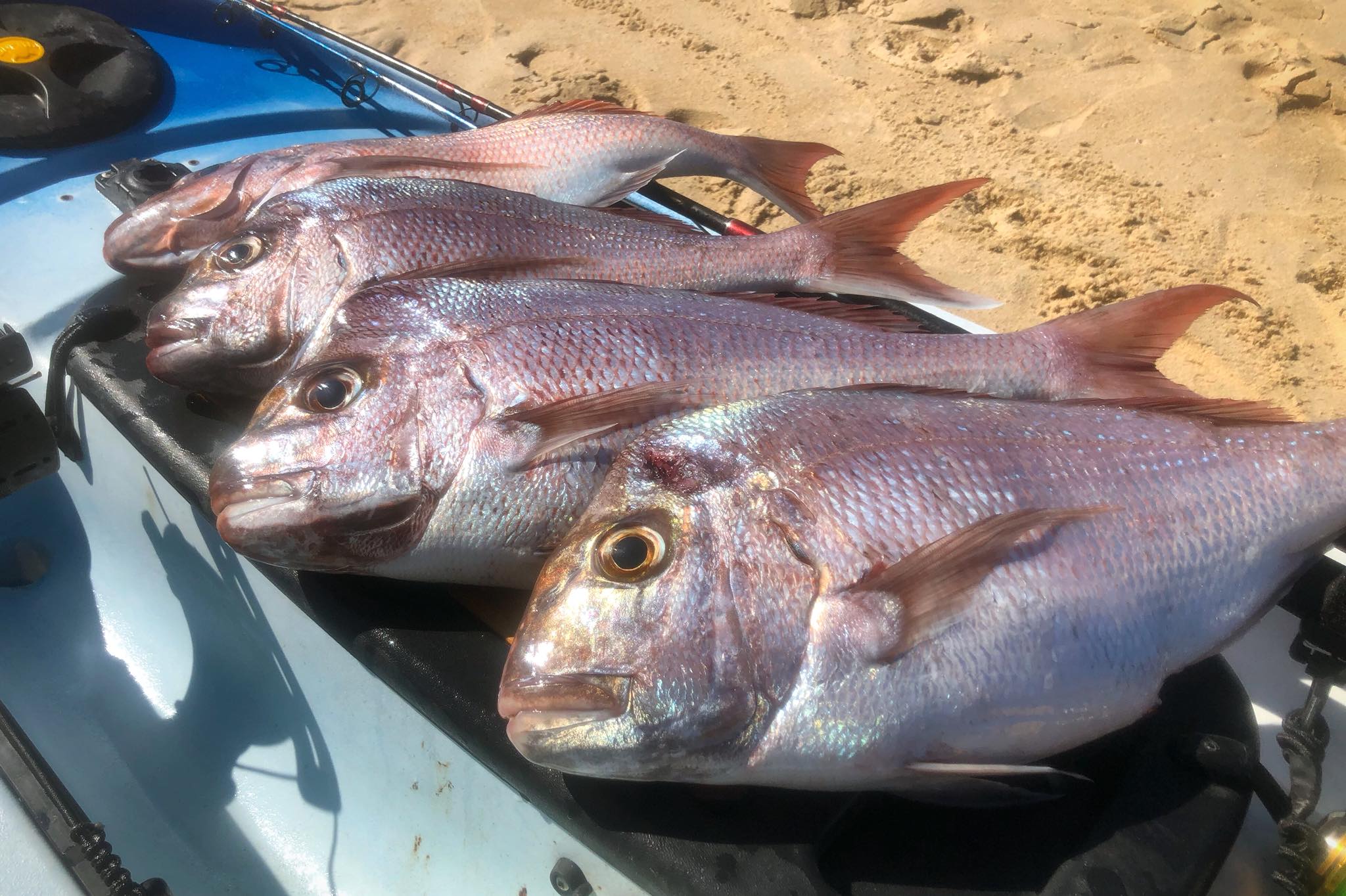 Freshly caught snapper lined up on a kayak deck at the beach