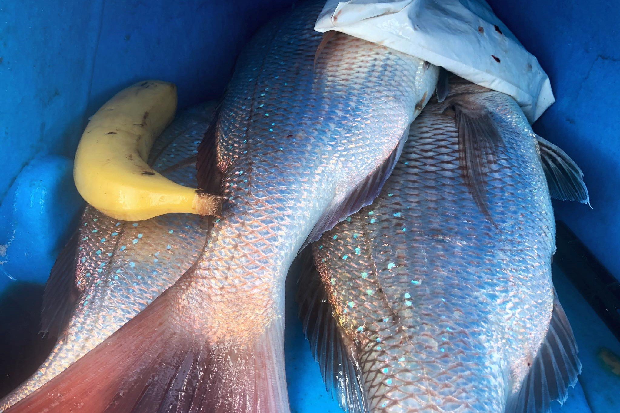 Snapper in the viking insulated fish bag next to a banana