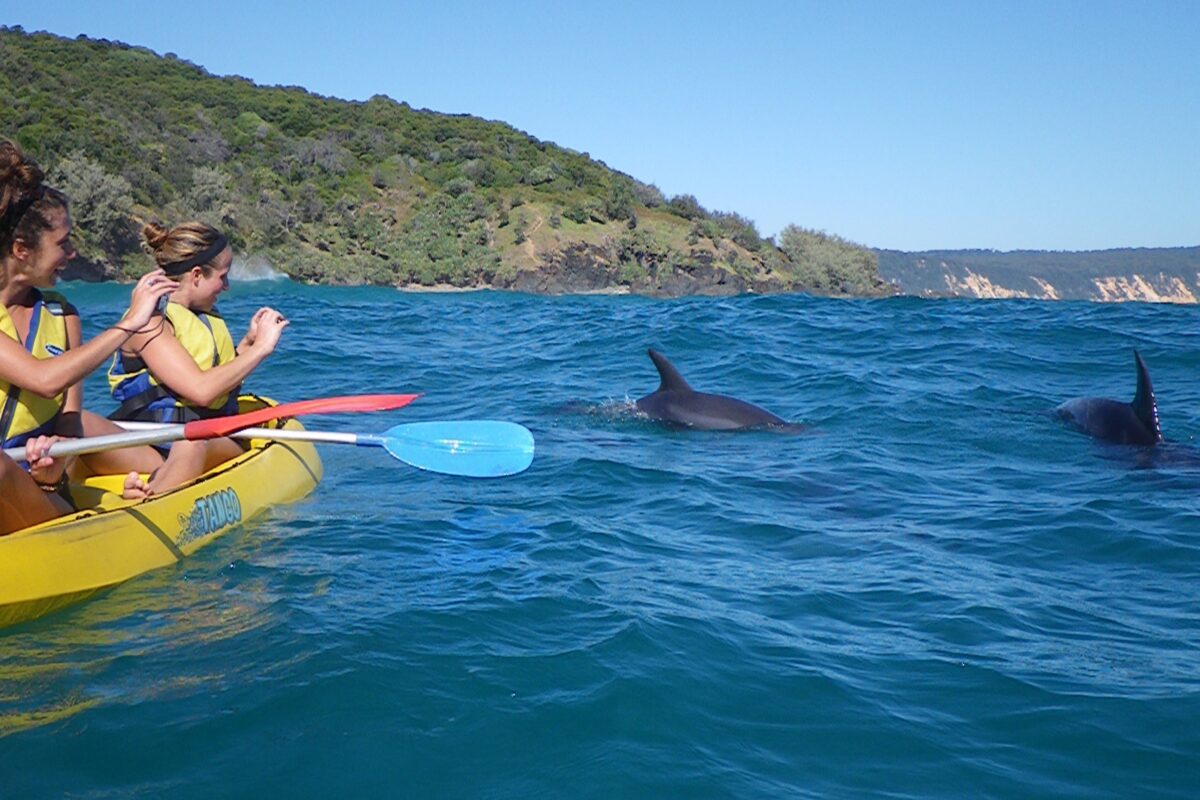 Kayakers paddling near dolphins at Double Island Point