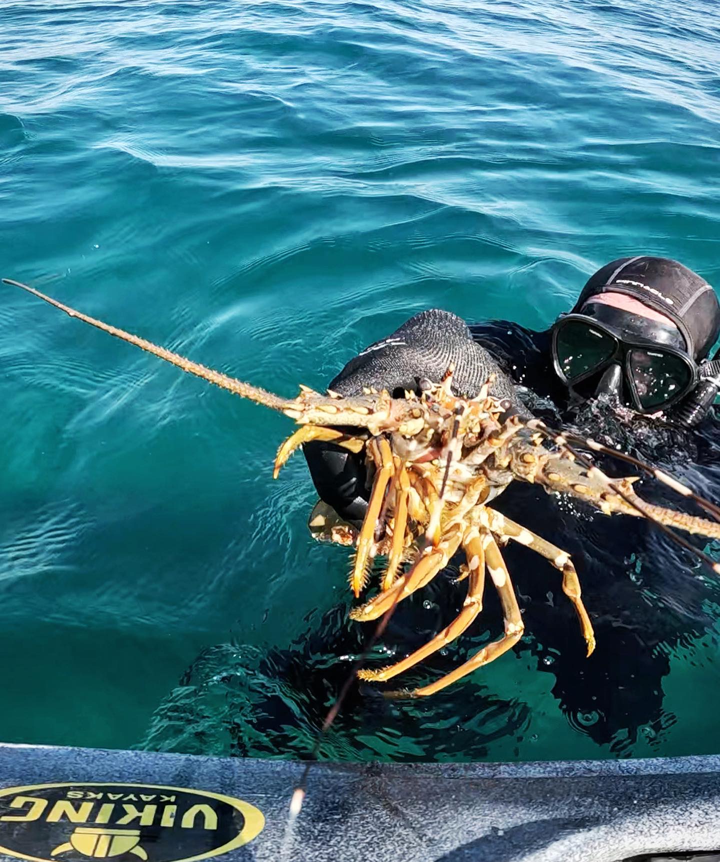 Viking profish gt – ultra stable fishing kayak 8 Spearfisher holding a crayfish beside a viking profish gt kayak offshore