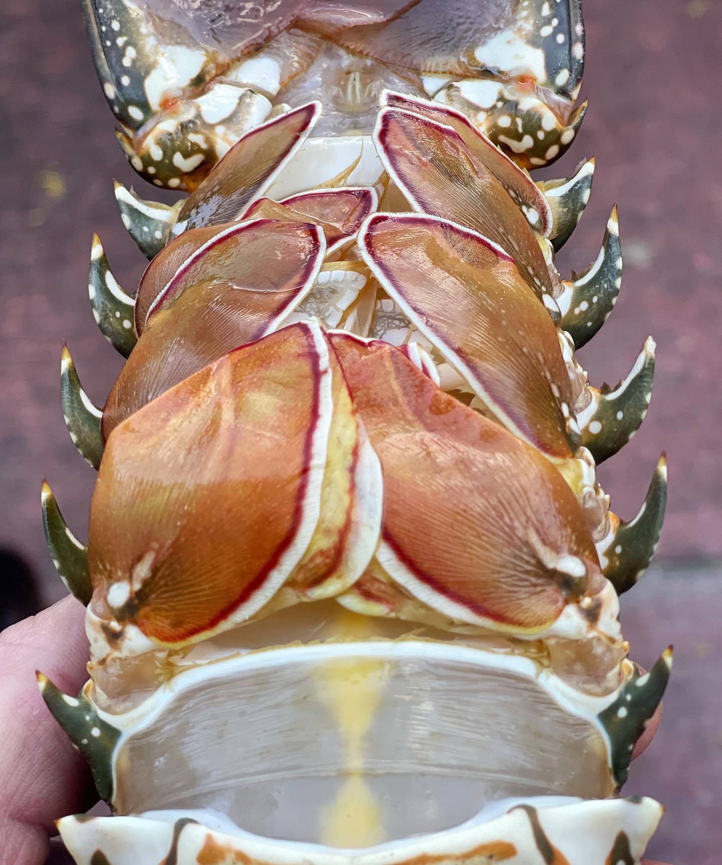 Viking profish gt – ultra stable fishing kayak 9 Close-up of a crayfish caught during offshore spearfishing