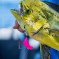 Mahi mahi caught trolling Reaper Rig dead bait setup