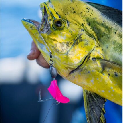 Mahi mahi caught trolling Reaper Rig dead bait setup