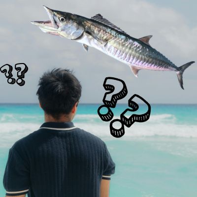 Spanish mackerel behaviour: bait-driven pelagic predator patrolling reef edges, pressure points and current lines